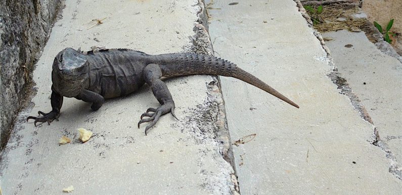 Etats-Unis : les services météo mettent en garde contre des chutes d’iguanes provoquées par le froid en Floride