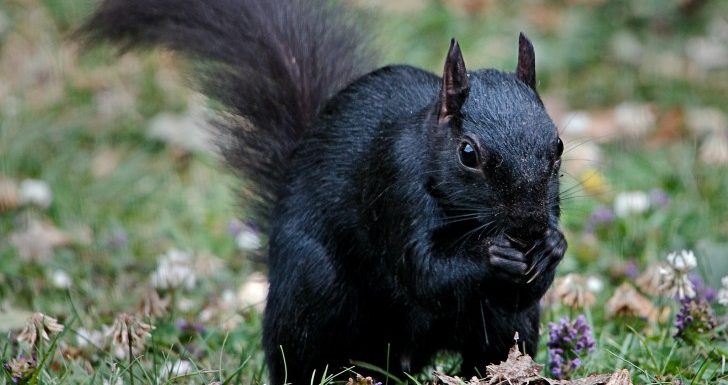 Les écureuils noirs : une mutation rare et fascinante née du croisement de deux espèces différentes