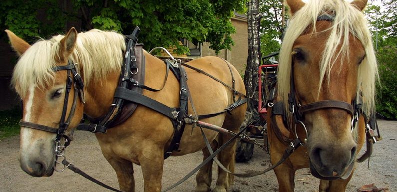 Fanny Agostini prône le retour au cheval de trait… comme à Cuba !