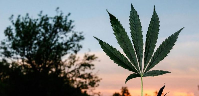 L’expérimentation thérapeutique du cannabis finalement prévue pour «septembre»