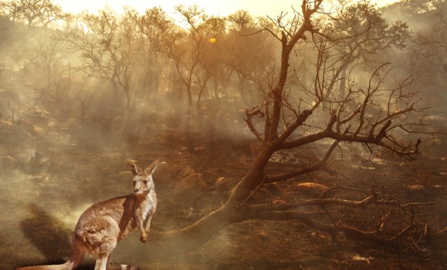 Australie : « Les incendies montrent les limites de la vision dominatrice de la nature »