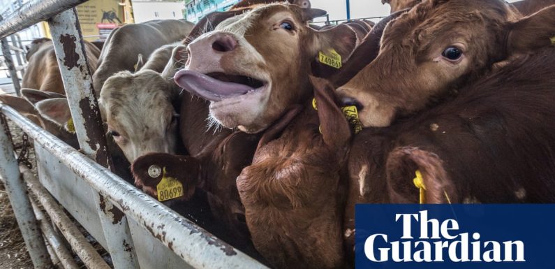 ‘Something is wrong’: why the live animal trade is booming in Europe