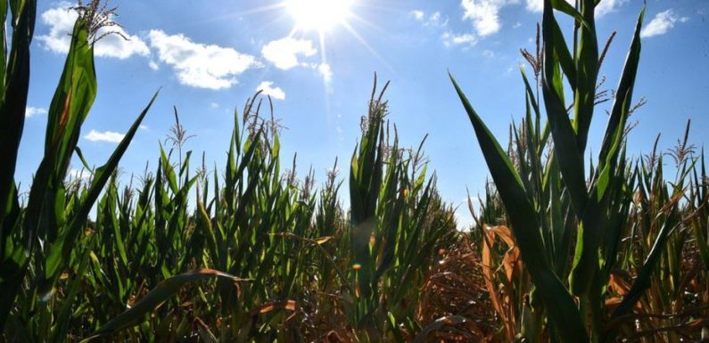 Pesticides : le lindane, interdit depuis 20 ans, toujours présent dans l’air