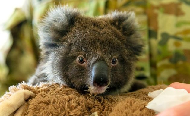 Face aux incendies en Australie, les koalas boostent les cagnottes en ligne