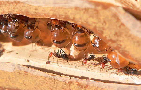 Honeypot ant