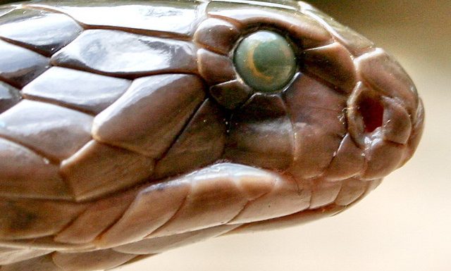 Intelligence Artificielle, complexité et cobra