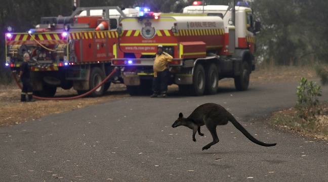 Incendies en Australie : Une catastrophe écologique déjà bien réelle