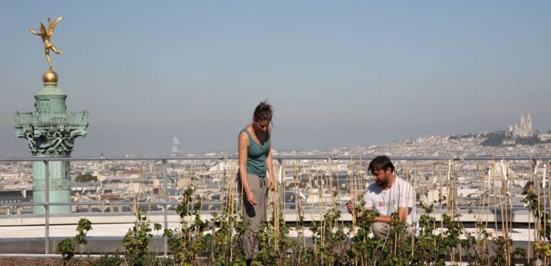 L’agriculture urbaine productive : un modèle économique encore incertain