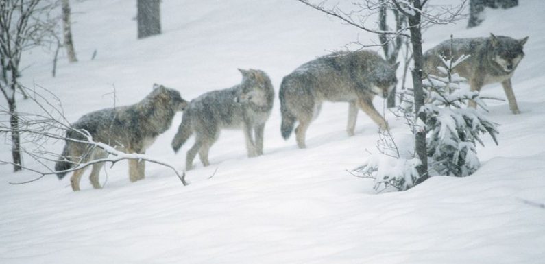 Quatre juments mortes après une attaque de loups dans la Drôme