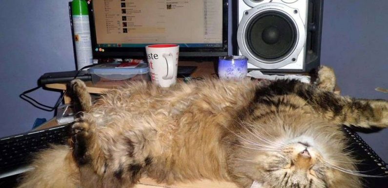 « Les plus beaux chats de twittos » : Et les gagnants de notre concours sont…