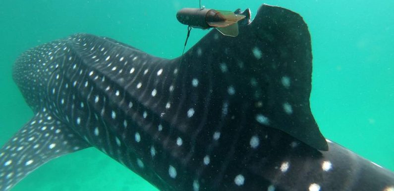 Nausicaa permet de lever une partie du mystère entourant le requin-baleine