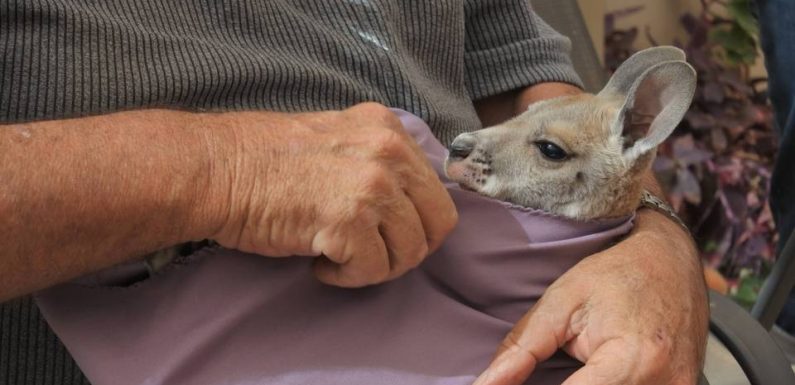 Incendies en Australie : Pour aider les bébés kangourous orphelins, un parc animalier de Carcassonne récolte des poches en tissu