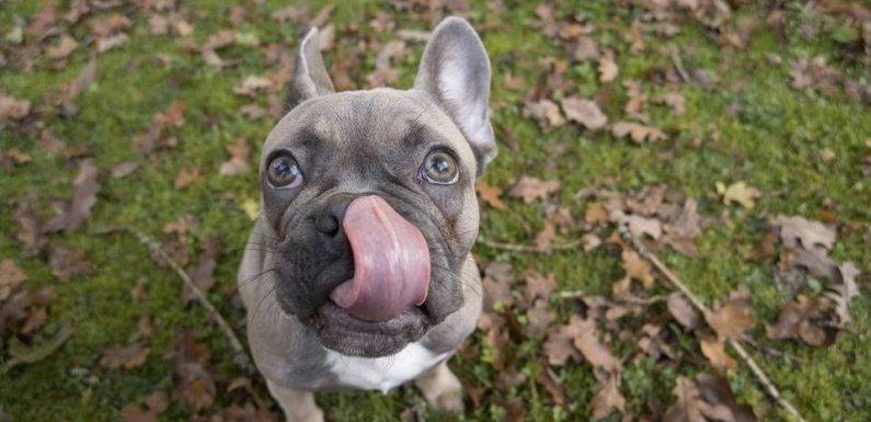 Marseille : En prison pour avoir jeté la chienne de sa voisine du quatrième étage