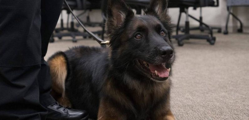 Val-de-Marne : Six mois de prison ferme pour avoir tué un chien