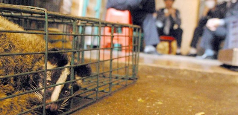 Coronavirus : Pourquoi le commerce d’animaux sauvages est-il pointé du doigt en Chine ?