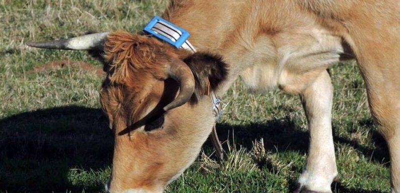 CES Las Vegas 2020 : Un collier connecté pour vache qui facilite la vie des éleveurs