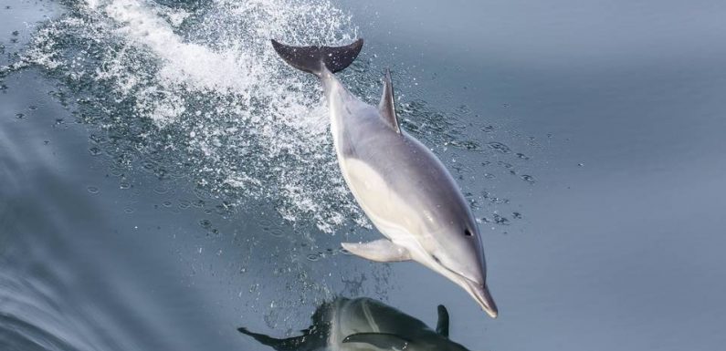 Finistère : Un nouveau dauphin dépecé découvert sur une plage