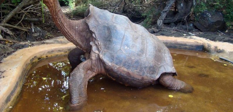 Diego, tortue géante des Galápagos et « serial lover » prend sa retraite après avoir sauvé son espèce