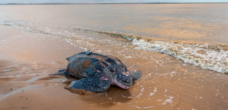 Survivre plutôt que se reproduire… Les tortues luth face au dilemme du changement climatique ?