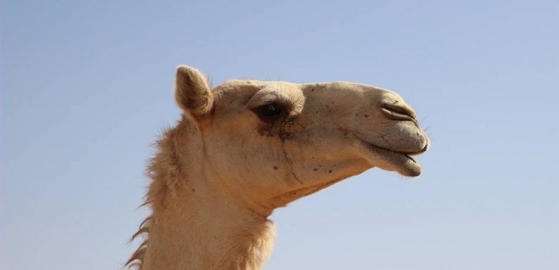 Australie : Des tireurs abattent plus de 5.000 dromadaires sauvages contre la sécheresse
