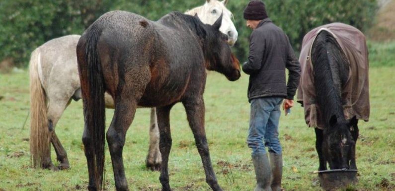 Gironde : « Ne crin plus rien », une association sauve des chevaux maltraités ou abandonnés