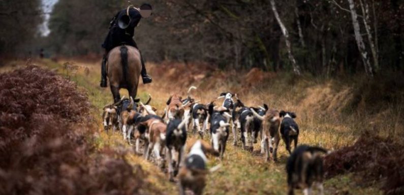 Femme tuée par des chiens : Le chef de la chasse à courre placé sous statut de témoin assisté