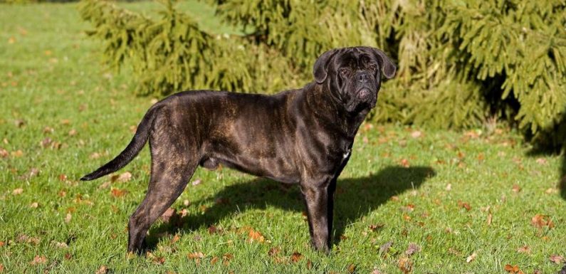 Montpellier : Deux personnes gravement blessées par des chiens errants