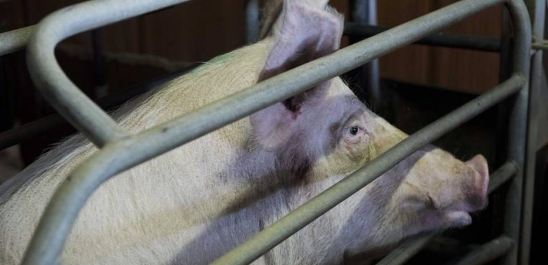Bretagne : Les producteurs de porc s’estiment « spoliés » par la grande distribution