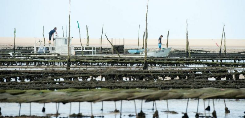 L’épidémie de gastro soignée, les huîtres de la baie du Mont sont consommables