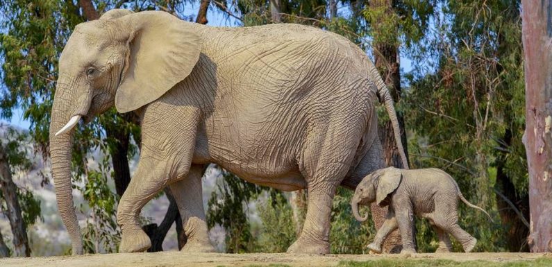 Sénégal : Un éléphant observé en liberté pour la première fois depuis des années