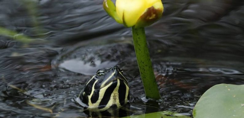 Belgique : La multiplication des sauvetages de reptiles, dont des crocodiles domestiques, inquiète Pairi Daiza