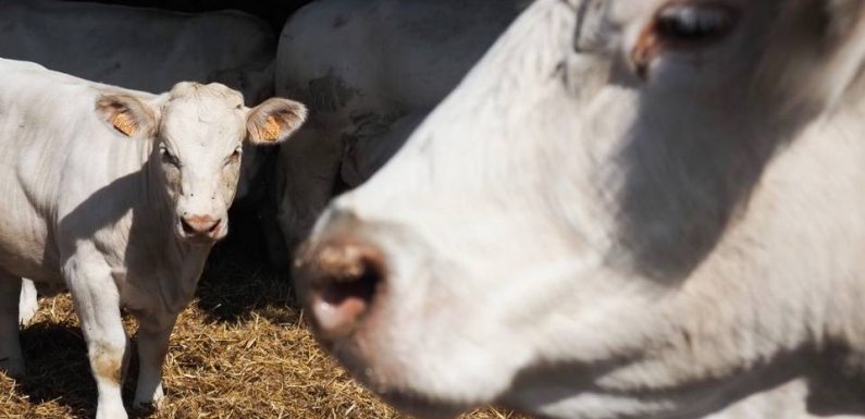 PODCAST. « Minute Papillon ! » : Découvrez la vache la plus célèbre de France, Idéale