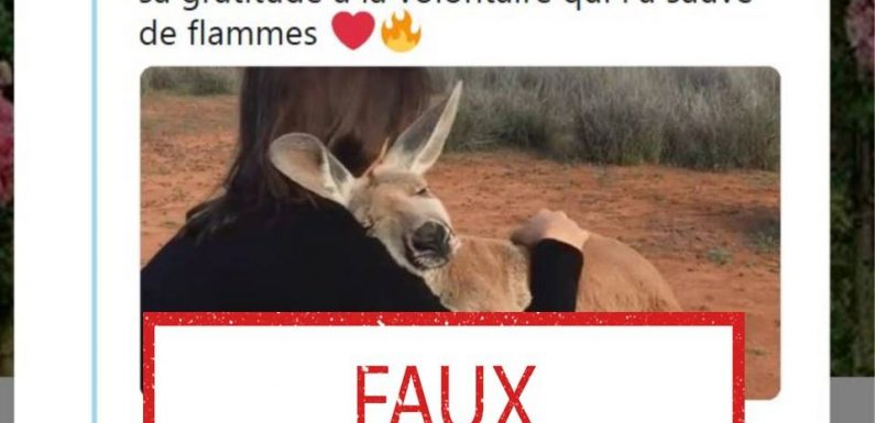 Incendies en Australie : Non, cette image ne montre pas un kangourou qui vient d’être sauvé