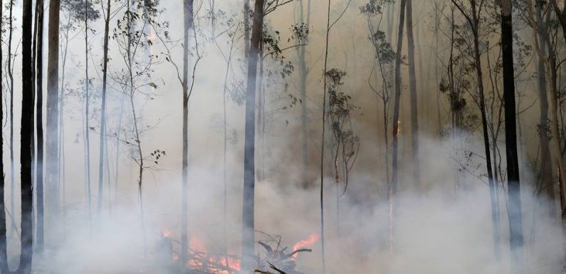 Incendies en Australie : Une mission secrète pour sauver des arbres préhistoriques