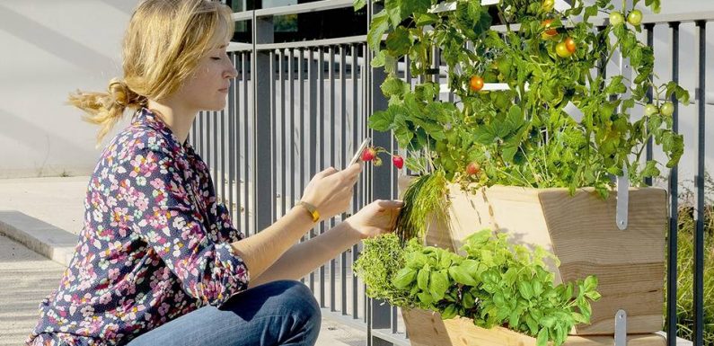 CES Las Vegas 2020 : Agrove, une jardinière connectée pour cultiver facilement en ville