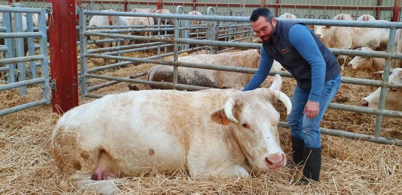 Salon de l’agriculture 2020 : Idéale, la vache égérie du Charolais, emblème d’un secteur en crise