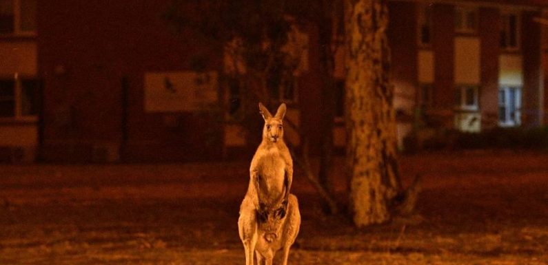 Australie : Plus de 500 millions d’animaux ont déjà péri dans les violents incendies