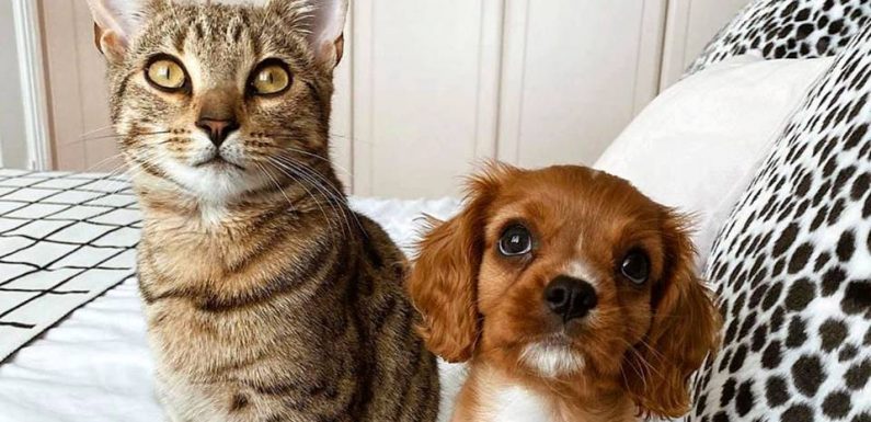 Pookie, Pumba, Pepsi… Pop culture, marques et séries TV influencent les noms d’animaux de compagnie