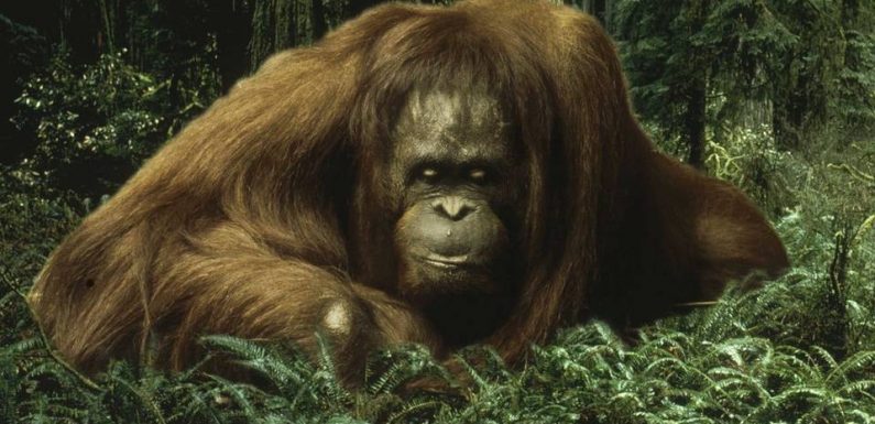 Un orang-outan ou une tique ? Une étude montre quels animaux on a le plus (et le moins) envie de sauver