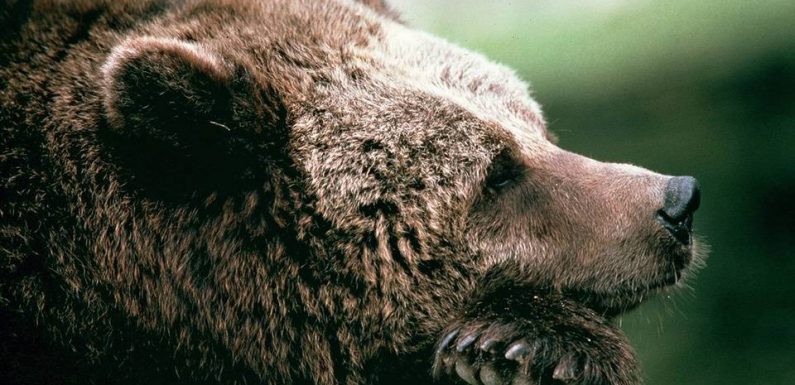 Pyrénées : Emmanuel Macron promet aux bergers l’arrêt des réintroductions d’ours