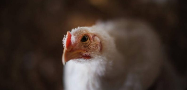 Les Etats-Unis veulent la fin de l’interdiction du «poulet au chlore» en Europe