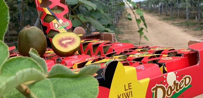 Lot-et-Garonne : La plus importante exploitation de kiwis rouges de France, se développe sous serre photovoltaïque