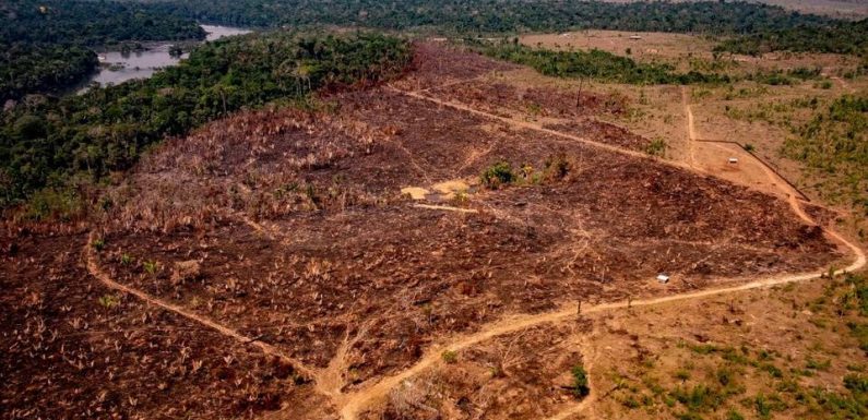 Brésil : La déforestation de l’Amazonie a presque doublée en 2019