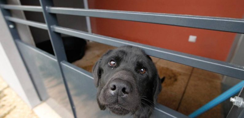 Nord : Cruauté ou maltraitance envers ses animaux domestiques, pourquoi tant de haine ?