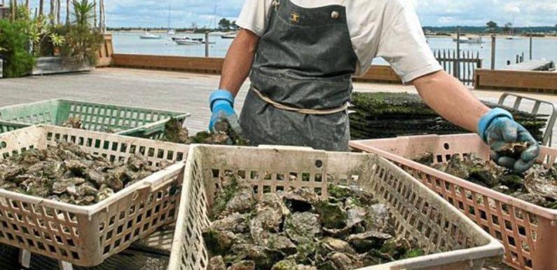 Arcachon : Pourquoi les huîtres du bassin ne sont-elles pas touchées par le virus de la gastro ?
