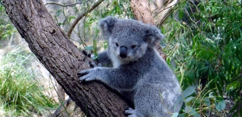 Incendies en Australie : Une pétition demande que le koala soit introduit en Nouvelle-Zélande pour sa survie