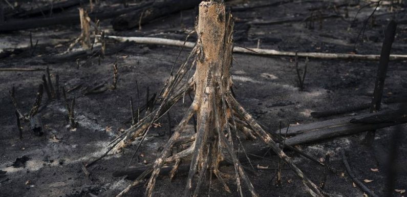 Brésil: Hausse de 30 % des incendies de forêt en Amazonie en 2019