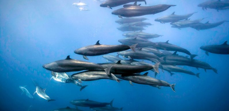 Blue Planet II