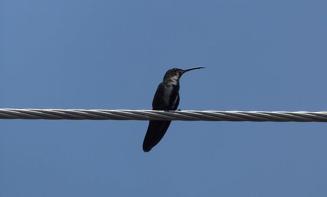 Je fais ma part pour changer le monde : et si le colibri avait tort ?