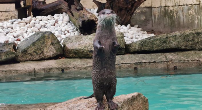 [Bonne Nouvelle] Une collecte citoyenne permet de racheter un zoo et libérer les animaux